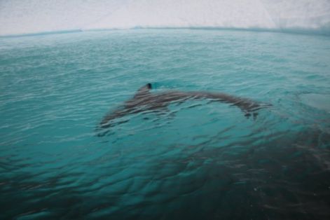 3620919-whale-1.jpg