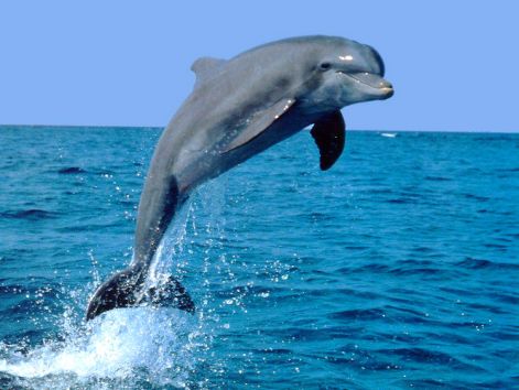 dolphin